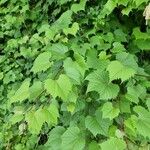 Vitis riparia x Vitis rupestris Leaf