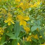 Hypericum monogynum Flower