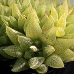 Haworthia turgida Leaf