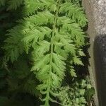 Corydalis cheilanthifolia Folla