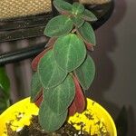 Peperomia verticillata Feuille