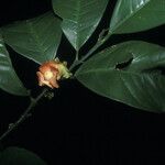 Heisteria cauliflora Flower