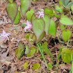 Epimedium grandiflorum Leaf