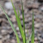 Anthoxanthum nitens Leaf