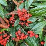 Cotoneaster salicifolius Levél