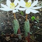 Sanguinaria canadensis Цвят