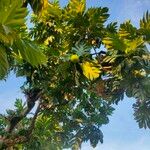 Artocarpus altilis Blad