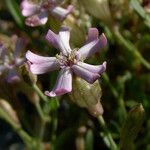 Silene vallesia Flors