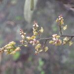 Polystachya ramulosa Flower