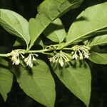 Solanum aphyodendron