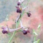Delphinium peregrinum Blomst