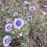 Globularia alypumKwiat