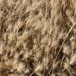 Taeniatherum caput-medusae Mbuma