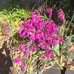 Gladiolus × byzantinus Bloem