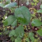 Symphoricarpos albus 葉