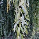 Salix babylonica Φύλλο