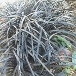 Ophiopogon planiscapus 葉