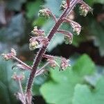 Heuchera micrantha फूल