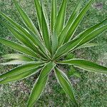 Agave angustifolia 整株植物