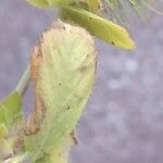 Trifolium lappaceum Blad