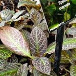 Episcia cupreata ᱛᱟᱦᱮᱸ