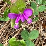 Polygala paucifolia പുഷ്പം