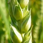 Triticum aestivum Плід