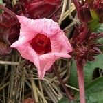 Hibiscus sabdariffaBlüte