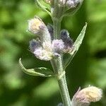 Nepeta nepetella फूल