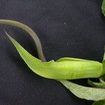 Arisaema tortuosum Агульны выгляд