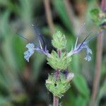 Salvia sonomensis 花