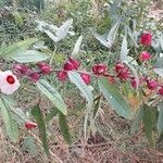 Hibiscus sabdariffa Flower