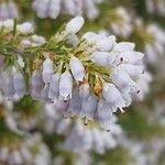 Erica lusitanica Blomst