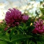 Trifolium alpestre फूल