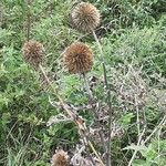 Echinops sphaerocephalusFruitua