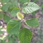 Carpinus orientalis Blad