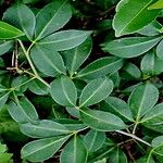 Zanthoxylum asiaticum पत्ता