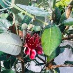 Feijoa sellowiana Flower