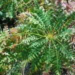 Sonchus canariensis Blatt