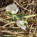 Evolvulus sericeus Flower