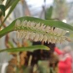 Dendrochilum glumaceum Flower