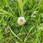 Trifolium occidentale Floare