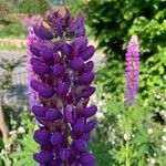 Lupinus × regalis Fiore