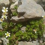 Saxifraga praetermissa Leaf