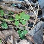 Chelidonium majus Blad