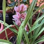 Cymbidium devonianum পাতা