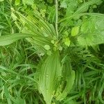 Veratrum nigrum برگ