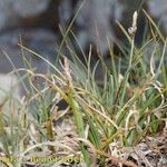 Carex rupestris Habit