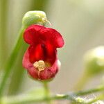 Scrophularia californica Flor