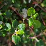 Eriogonum parvifolium 葉